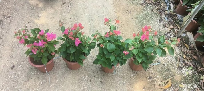 高度50厘米红花三角梅