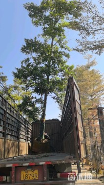 12公分尖叶杜英