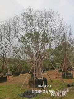 60公分丛生乌桕