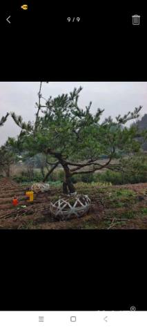 高度350厘米黑松