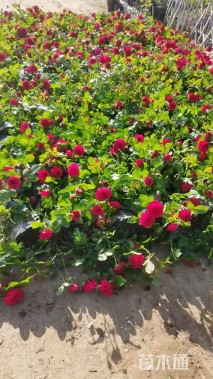高度40厘米欧洲月季