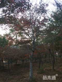 20公分朴树