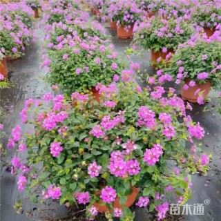 高度40厘米紫花马樱丹