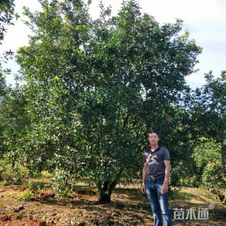 18公分丛生香泡