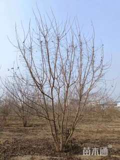 高度500厘米丛生五角枫