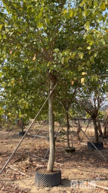 高度500厘米紫荆