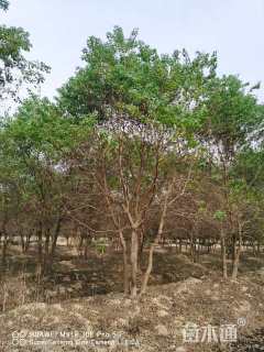 9公分(3杆)丛生乌桕