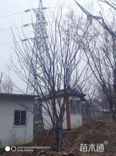 50公分丛生榔榆