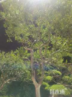 高度3厘米瓜子黄杨