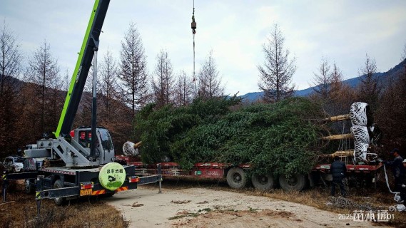 高度800厘米青海云杉