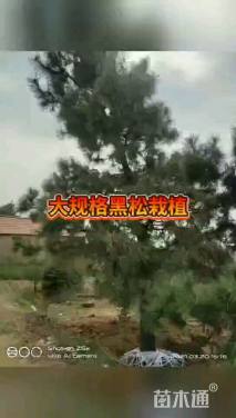 高度2000厘米黑松