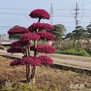 断根苗造型罗汉松