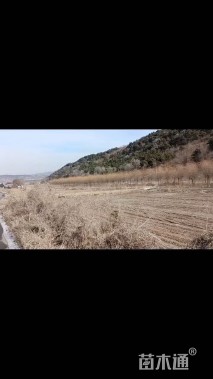 12公分金丝垂柳