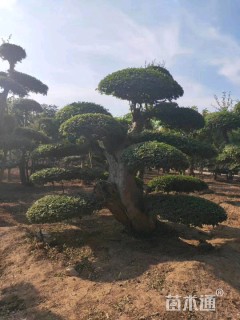 3000厘米造型对节白蜡