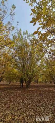 高度800厘米丛生白蜡