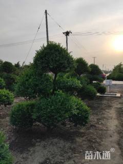 6公分造型小叶女贞