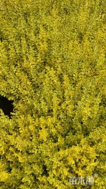 冠幅15厘米亮晶女贞球