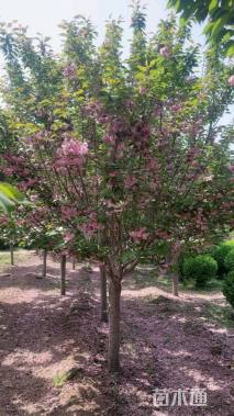 18公分日本晚樱