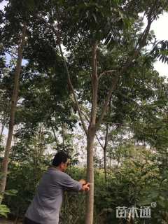 18公分红花木莲