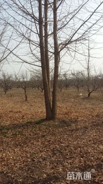 20公分丛生银杏