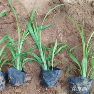 高度15厘米吉祥草