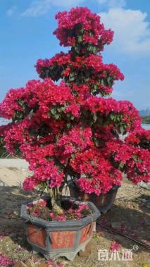 高度180厘米三角梅