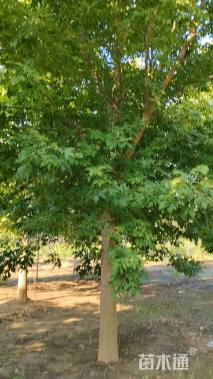 18公分金叶复叶槭