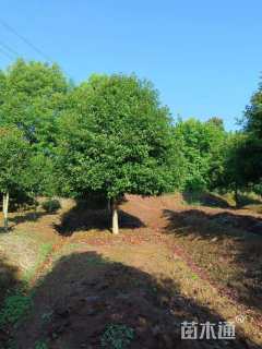 15公分高杆红叶石楠