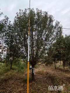 18公分绚丽海棠