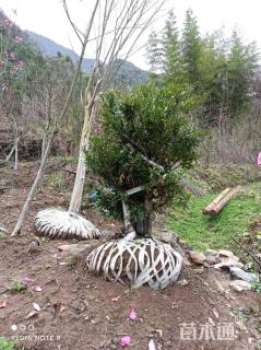 高度150厘米蚊母