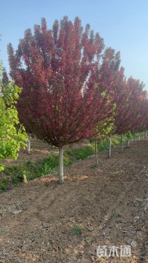 11公分绚丽海棠