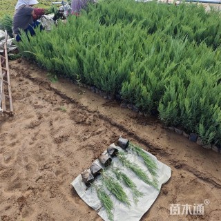 高度35厘米沙地柏