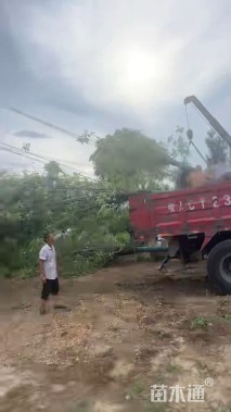 18公分大叶女贞