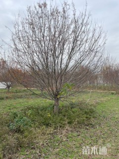 24公分绚丽海棠