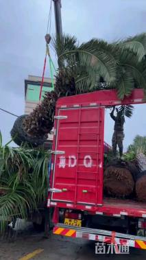 裸干高200厘米加拿利海枣