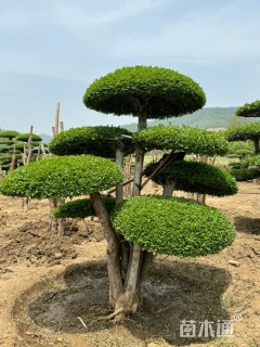 15公分造型对节白蜡