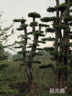 20公分造型榆树