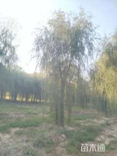 25公分嫁接垂柳