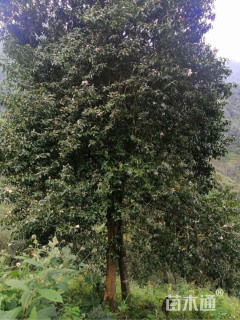 高度3000厘米油茶