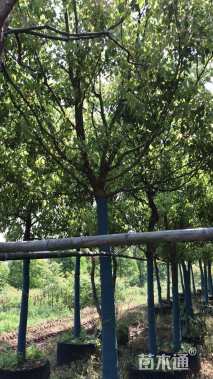 25公分朴树