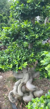 50公分榕树