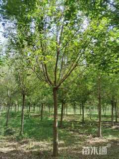 15公分绿叶复叶槭