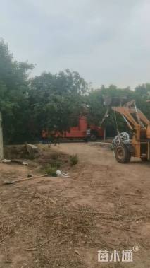 50公分丛生朴树