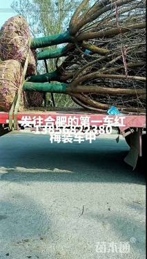 50公分(4杆)丛生乌桕