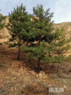 高度1500厘米白皮松