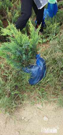 高度40厘米沙地柏