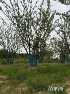 15公分朴树