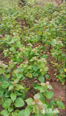 高度60厘米红花三角梅