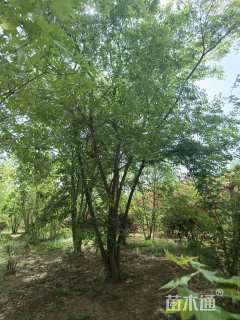 高度900厘米丛生五角枫