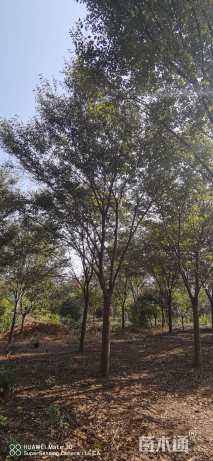 20公分榉树